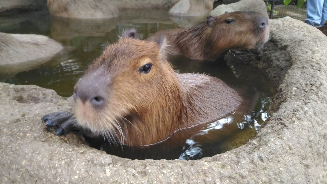 犬同伴可 関東近郊で愛犬と一緒に動物園を楽しもう おすすめの動物園 観光牧場６選 愛犬との旅行ならイヌトミィ