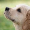 犬の鼻がいつも濡れているのはなぜ？その驚きの理由とは？