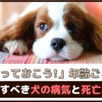 知っておこう！年齢ごとに注意すべき犬の病気と死亡原因【動物看護師が解説】