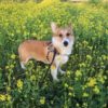 愛犬にも食べさせたい！栄養価が高く疾病に効くおすすめ春野菜5選！