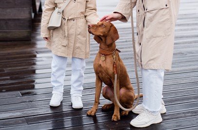 おしゃれな犬用リードおすすめ７選 人気ブランドのリード 首輪 ハーネスを厳選してご紹介します 愛犬との旅行ならイヌトミィ