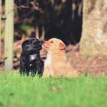 犬も春は恋の季節？犬の発情周期とその仕組みやオオカミとの違いについて