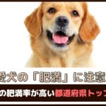 「愛犬の肥満に注意」ペットの肥満率が高い都道府県トップ10は？【動物看護師が解説】