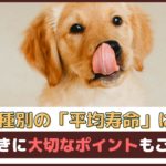 「犬種別の平均寿命は？」長生きに大切なポイントもご紹介【動物看護師が解説】