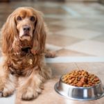 犬は毎日同じご飯ばかりで飽きないの？人間とは違う犬の味覚について