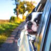 今年こそ愛犬と一緒に旅行へ！犬連れでカフェや宿に行く際の犬旅マナー５選と注意点