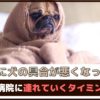 「急に犬の具合が悪くなった！」動物病院に連れていくタイミングとポイントは？【動物看護師が解説】