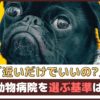 「近いだけでいいの？」動物病院を選ぶ基準は？【動物看護師が解説】