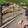 愛犬と一緒に動物園と遊園地を楽しもう！伊豆アニマルキングダムに行ってきました！【体験レポート】