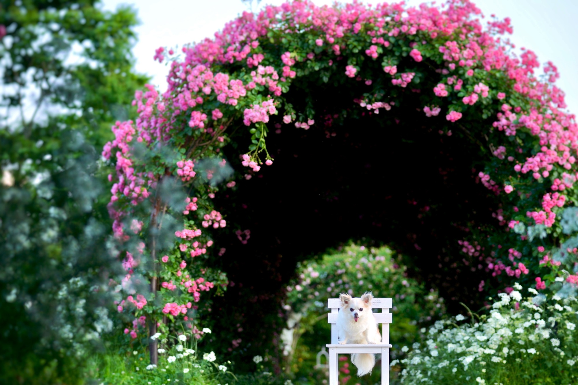 22年版 関東エリア 愛犬と一緒に楽しめる春のバラ園 ローズガーデン特集 愛犬との旅行ならイヌトミィ