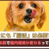 「犬にも腸活は必要?!」生活や年齢で腸内環境が変わるってホント？【動物看護師が解説】