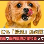 「犬にも腸活は必要?!」生活や年齢で腸内環境が変わるってホント？【動物看護師が解説】