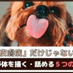 「皮膚病だけじゃない?!」犬が体を掻く・舐める５つの理由は?【動物看護師が解説】