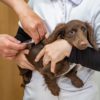 4月～6月は狂犬病予防注射月間！犬を迎えたら知っておきたい狂犬病予防法とは？