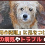 梅雨の時期に気をつけたい、犬の病気やトラブル6つ【動物看護師が解説】