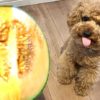 犬はメロンを食べても大丈夫？与えても良い量や意外と知らない注意点とは？