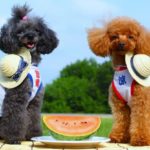 犬はスイカを食べても大丈夫？正しい与え方や注意するべき点とは？