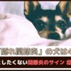 「隠れ関節炎の犬は4割」見落としたくない関節炎のサイン、症状は？【動物看護師が解説】