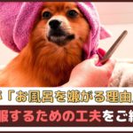 「犬がお風呂を嫌がる理由は？」克服するための工夫をご紹介【動物看護師が解説】