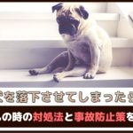 「犬を落下させてしまったら？」もしもの時の対処法と事故防止策をご紹介【動物看護師が解説】