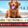 「犬の熱中症は死亡率が高いってホント？」初期症状と熱中症のリスクが高い犬種もご紹介【動物看護師が解説】