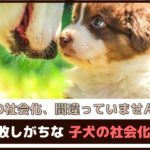 「その社会化、間違っていませんか?」失敗しがちな子犬の社会化5つ【動物看護師が解説】