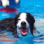 愛犬と水遊びで夏を乗りきろう！千葉県にあるおすすめドッグプール６選！