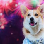 犬にとって夏の花火大会はうるさい？犬の耳の構造や怖がる時の対処法について