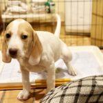 犬はどのくらいの時間おしっこを我慢できるの？我慢している時にみせる仕草や対処法など