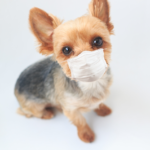 犬インフルエンザってどんな病気？症状や原因・対処法について