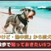 肉球やけど・熱中症から愛犬を守る！「夏の散歩で知っておきたい5つのこと」【動物看護師が解説】