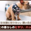 「大事故になる前に知りたい」飼い主が経験した愛犬との暮らしのヒヤリ、ハット事例【動物看護師が解説】