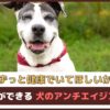 「ずっと健康でいてほしいから」飼い主ができる犬のアンチエイジング5つ【動物看護師が解説】