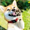 愛犬の肉球を洗いすぎていませんか？散歩後に【やってはいけない足裏ケア】と【正しい足裏ケア方法】とは？