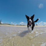 夏生まれの犬は心臓病リスクが冬生まれの犬より高い⁉心臓に効く食材と心臓に効くツボ