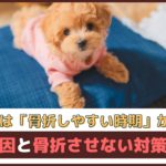 「子犬には骨折しやすい時期がある?!」原因と骨折させない対策は？