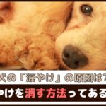 「犬の涙やけの原因は？」涙やけを消す方法ってあるの？【動物看護師が解説】