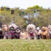 動物愛護週間って何？開催イベントは犬同伴OK？詳しい行事内容や期間について