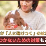 「愛犬が人に飛びつくのはなぜ？」飛びつかないための対策もご紹介