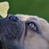 犬に銀杏はNGって本当？銀杏に含まれる成分や危険性、中毒症状、誤飲した時の対処法