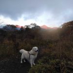 愛犬と一緒に紅葉を楽しもう！標高1,542メートルの小高い丘「美し森（うつくしもり）」ハイキング＜山梨県・北杜市＞