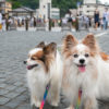 愛犬と草津温泉へ車旅！初心者でもおすすめ車中泊や観光スポット
