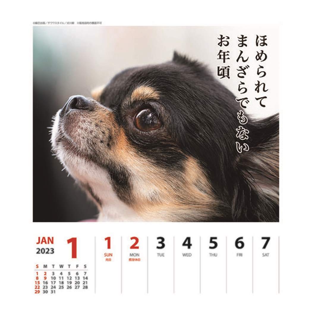 WEB限定 犬川柳 2023カレンダー トイプードル