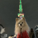 愛犬と楽しむ名古屋の観光最前線！2020年オープン「RAYARAD Hisaya-odori Park」や周辺観光スポット