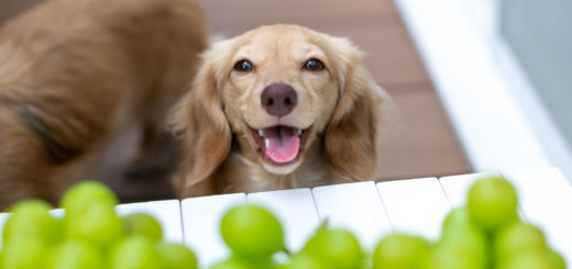 全国のドッグカフェ 犬 同伴okの飲食店をクチコミ ランキングで検索 イヌトミィ 全国のドッグカフェ 犬 同伴okの飲食店をクチコミ ランキングで検索 イヌトミィ