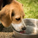 犬に最適なのは水道水？ミネラルウォーター？硬水や軟水の違い、与える時の注意点