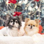 愛犬と楽しめる！2022年12月開催「ペットのクリスマスイベント」５選！【関東編】