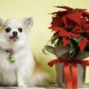 クリスマスシーズンに気を付けよう！犬にとって危険な植物5選！