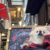 愛犬連れの名古屋観光にオススメ！散策が楽しめる「大須商店街」【第2弾】