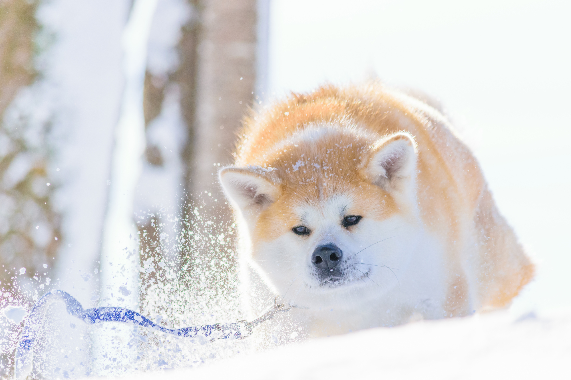 可爱松狮犬桌面壁纸大全 可爱松狮犬桌面壁纸大全专辑下载-找素材网